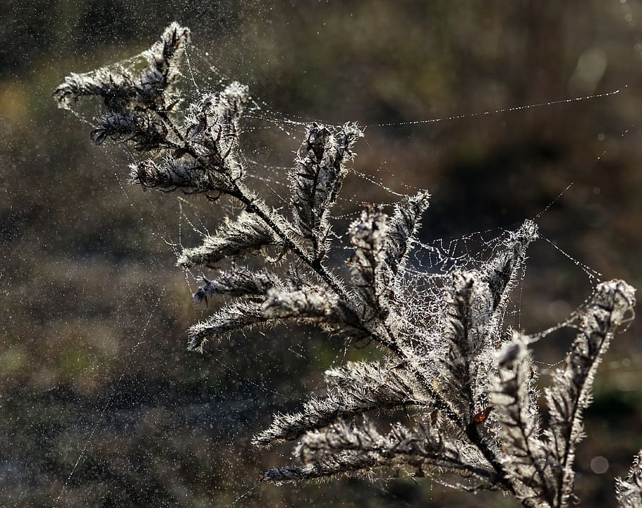 flower, plant, fluffy, spider web, drops, water, light, focus on foreground HD wallpaper