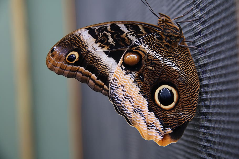 butterfly, animal themes, animal wildlife, animals in the wild HD wallpaper