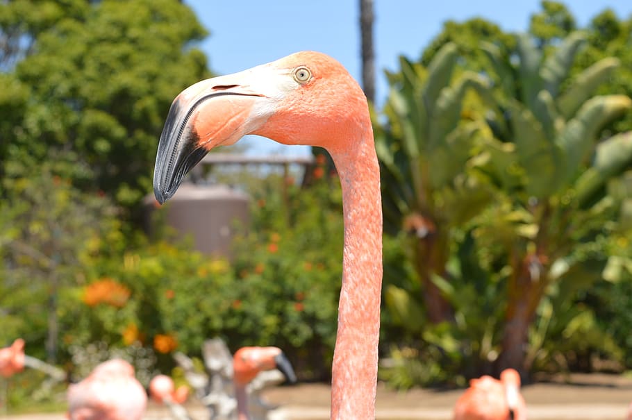 flamingo, beak, pink, bird, water, river, lake, nature, landscape HD wallpaper