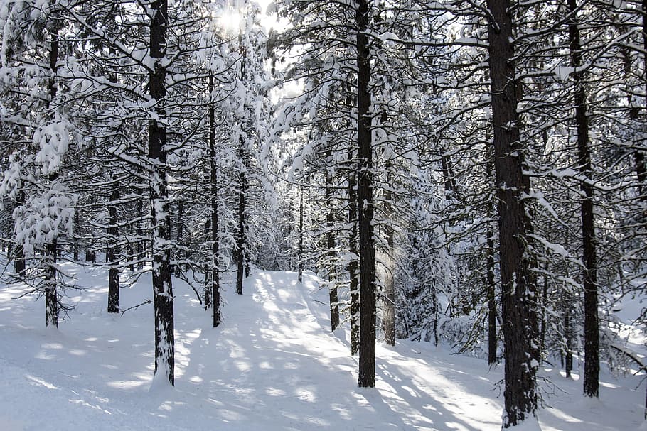 forest, snow, cold, winter, trees, logs, woods, landscape, scenic HD wallpaper