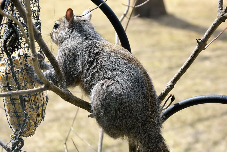 squirrel, young, brown, furry, cute, perched, eating, feeder HD wallpaper