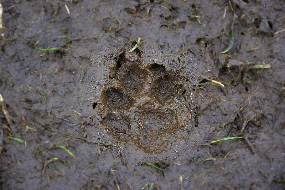 track, mud, dog, close up, print, brown, hungarian, hound, animal HD wallpaper