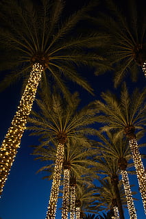 flare, light, tree, plant, arecaceae, palm tree, outdoors, nature HD wallpaper