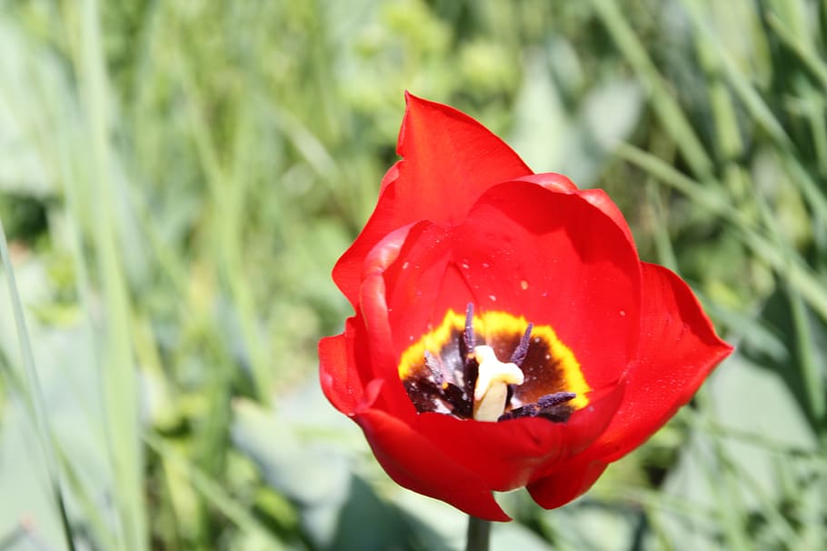 spring, blossom, bloom, tulips, flower, petals, close up, botany HD wallpaper