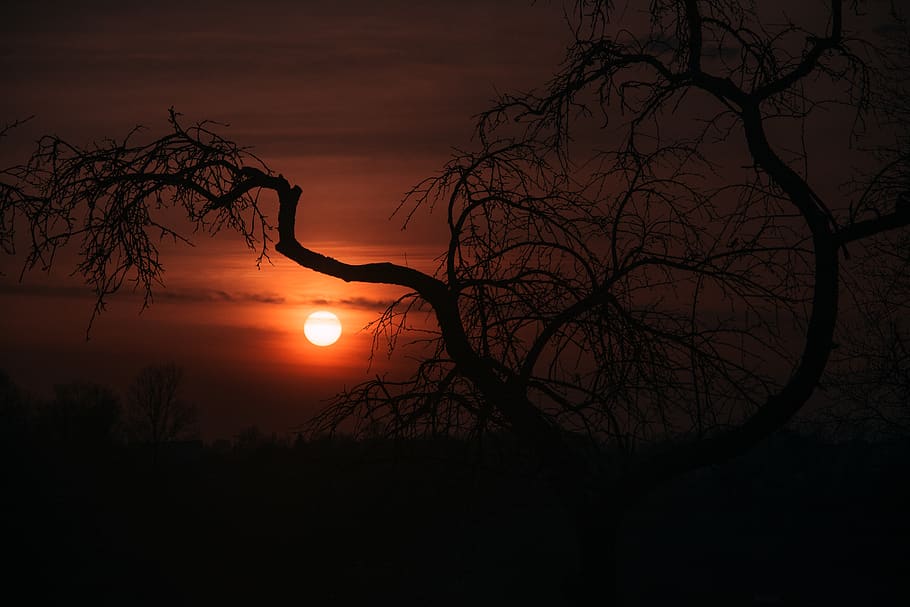 Silhouette Of Leafless Tree, backlit, darkness, dawn, eerie, sun HD wallpaper