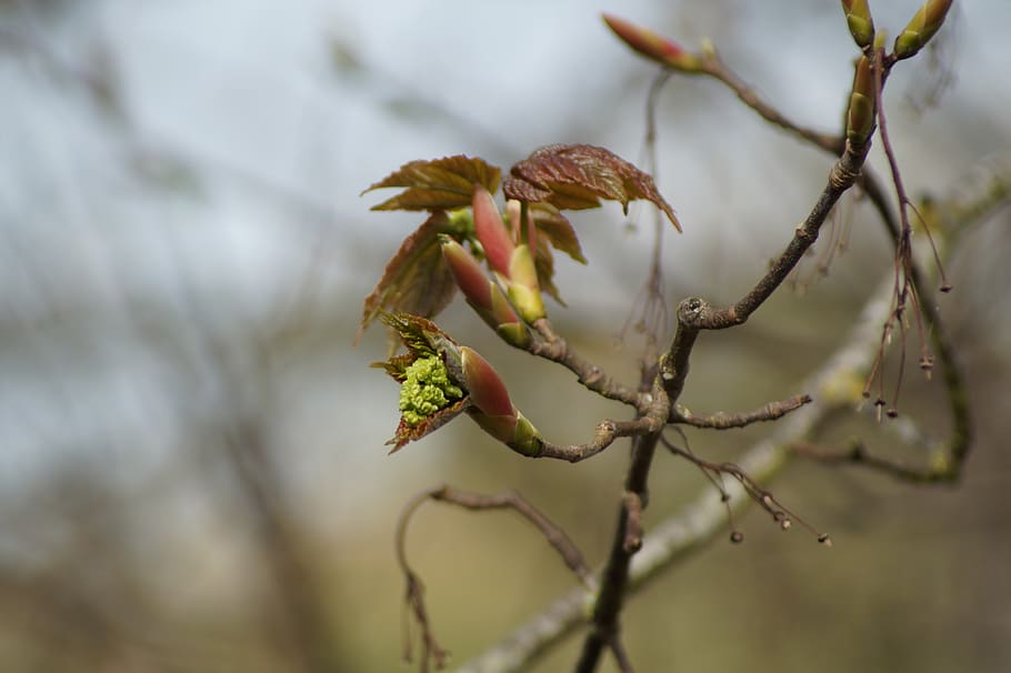 bud, spring, flower, nature, plants, tree, garden, flowers HD wallpaper