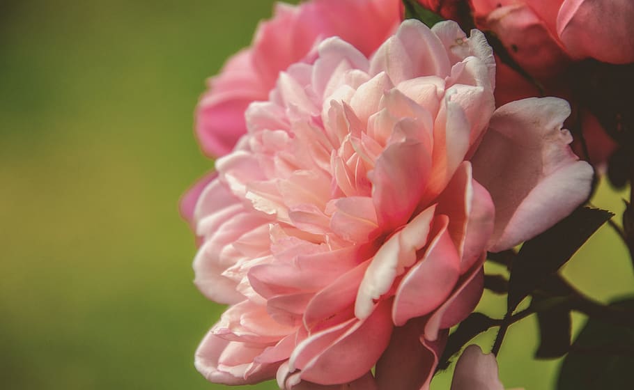rose, flower, nature, bloom, blossom, pink, love, romantic HD wallpaper