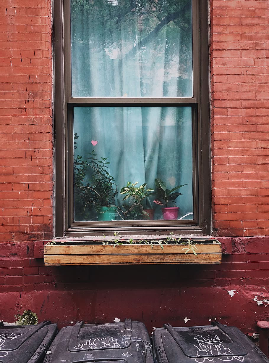 window, curtains, new york, plant, potted plant, no people HD wallpaper