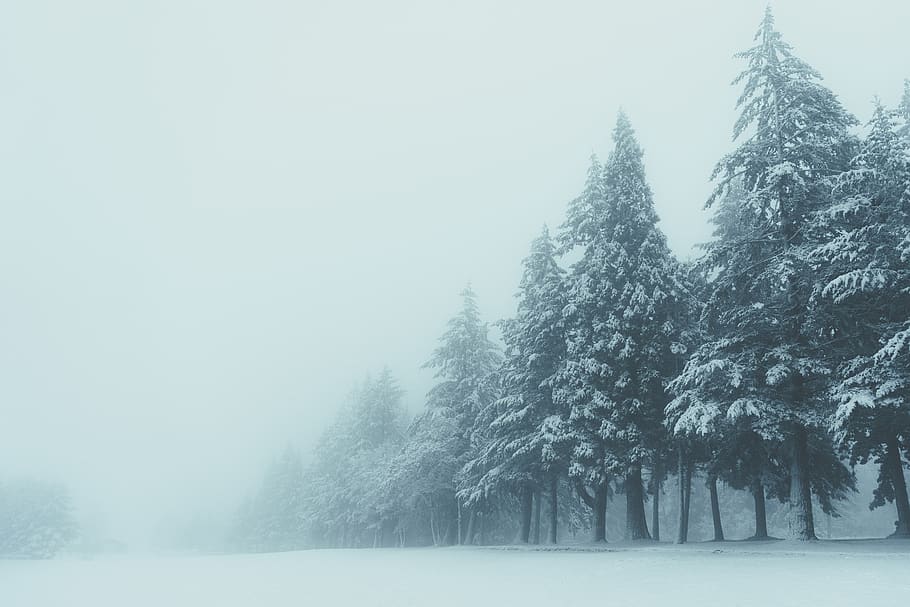 snow covered trees, nature, outdoors, winter, ice, fir, plant HD wallpaper
