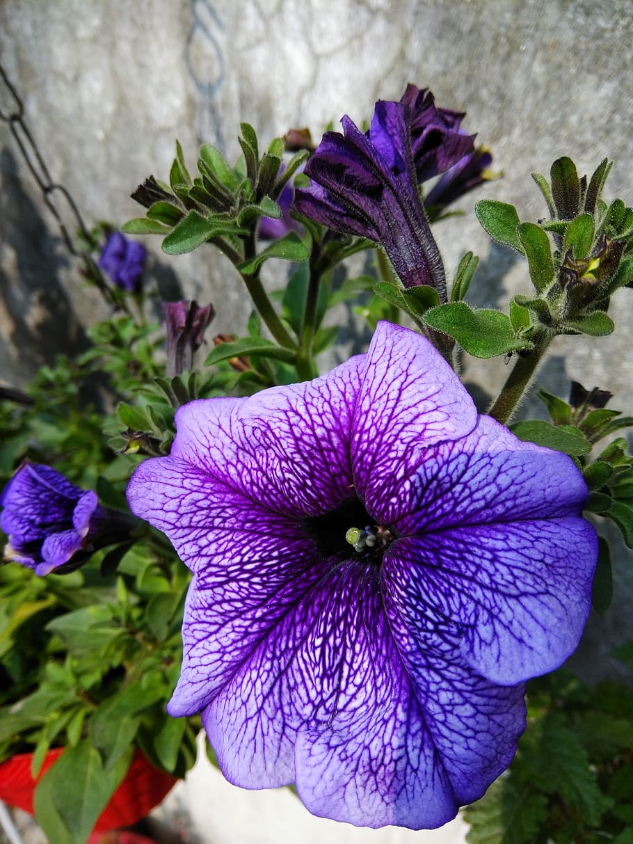 blue, flower, flowering plant, purple, fragility, vulnerability HD wallpaper
