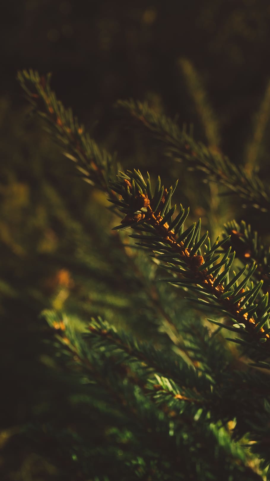 germany, lich, eberstadt, tree, plant, macro, green, spruce HD wallpaper