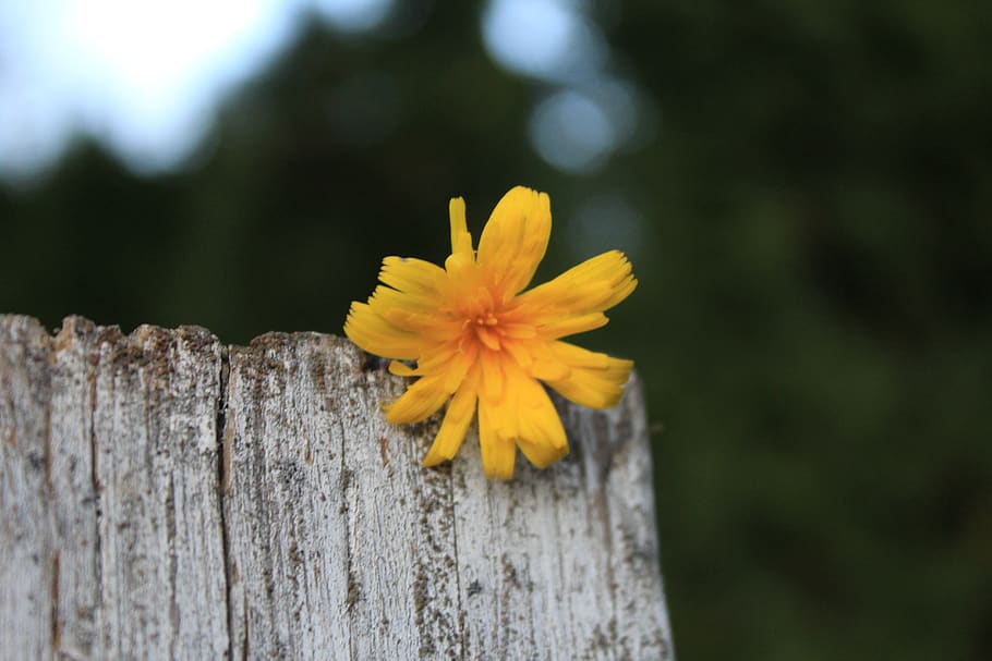 wallpaper, profile, cute, contrast, fence, flower, yellow, plant HD wallpaper