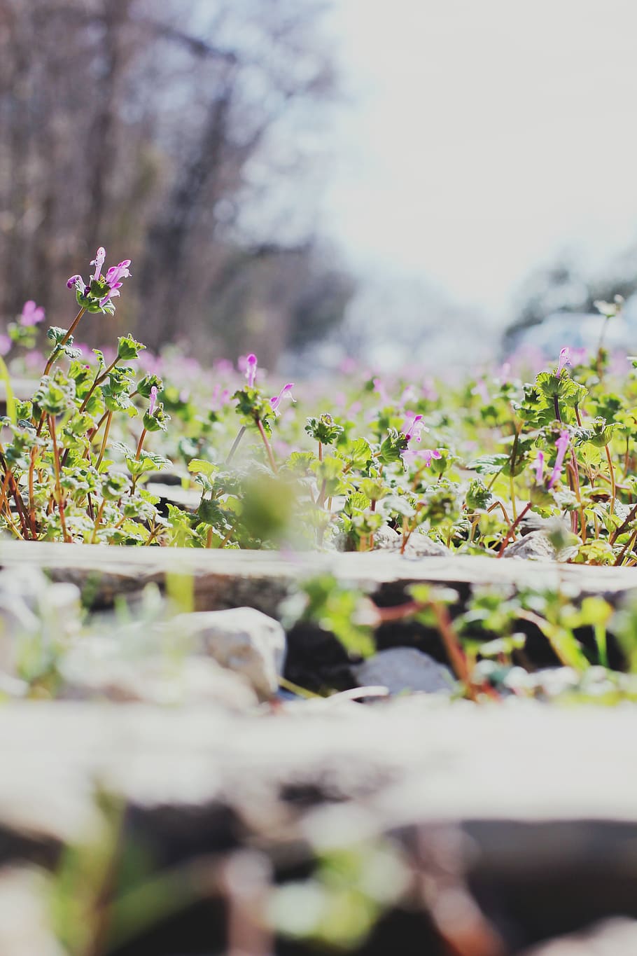 austin, plant, selective focus, growth, nature, day, flower HD wallpaper