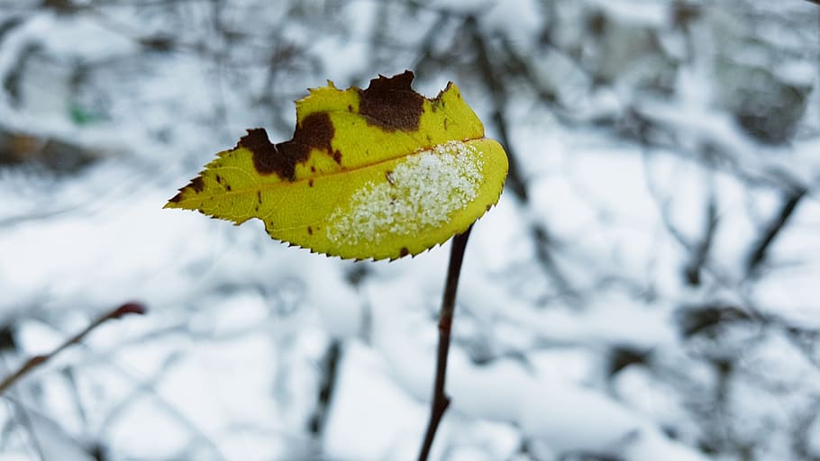 winter, snow, leaf, cold, frozen, cold temperature, plant, plant part HD wallpaper