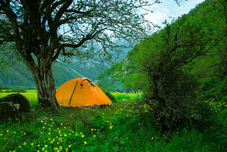iran, daryasar plain, plant, tree, green color, growth, tent HD wallpaper