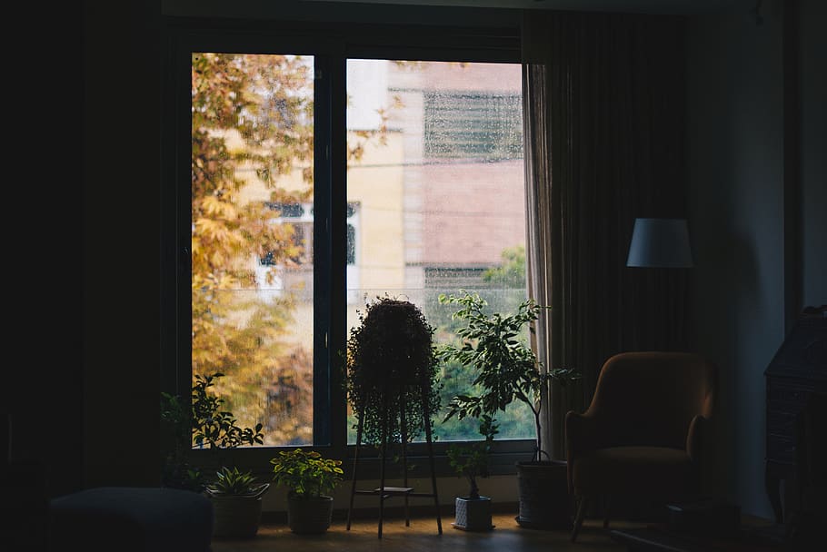 green leaf plants inside house, window, indoors, glass - material HD wallpaper