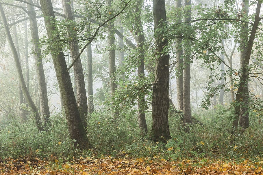 trees covered in mist during daytime, vegetation, plant, forest HD wallpaper