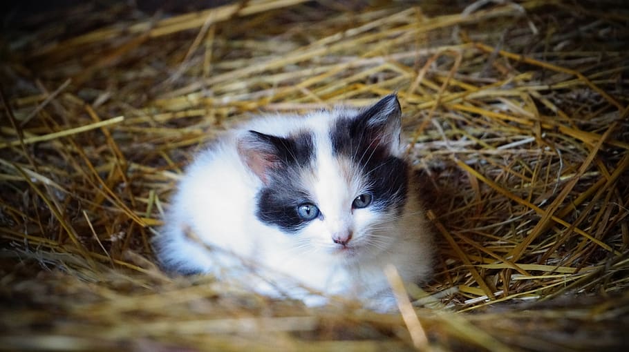 cat lying on hay, pet, animal, kitten, adorable, straw, farm animal HD wallpaper