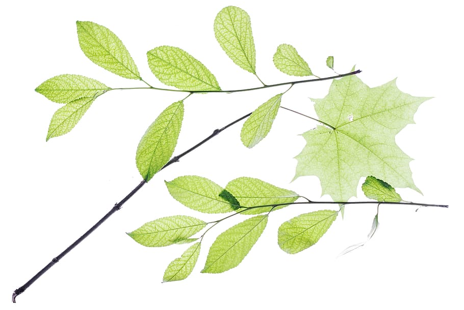 closeup, isolated, foliage, tenderveins, green, horizontal