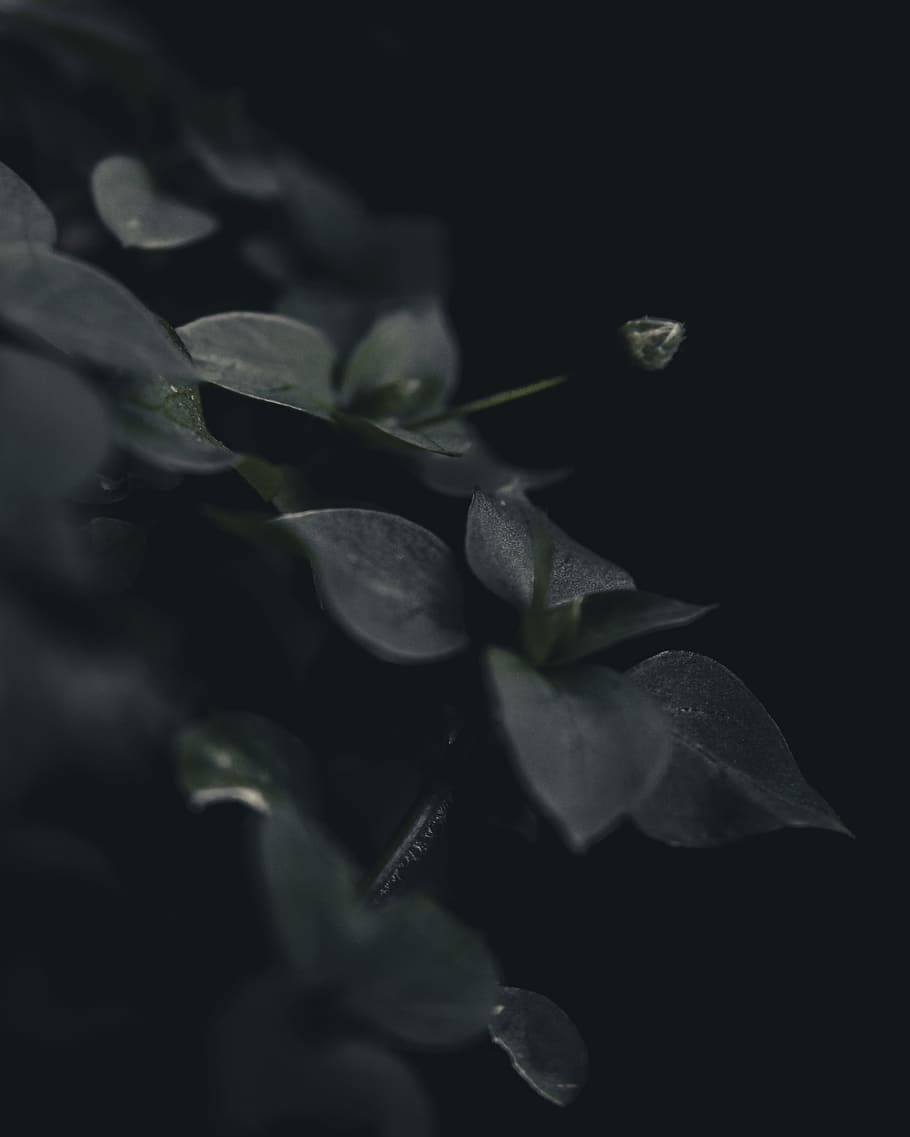 grayscale photography of leaves, tree, leaf, dark, flower, growth HD wallpaper