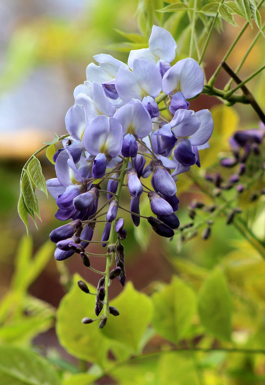 HD wallpaper: wisteria, garden, flowers, blue, blossom, beautiful, sheet