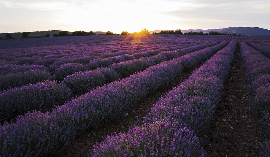 lavender, sunset, sky, nature, purple, summer, landscape, flowers HD wallpaper