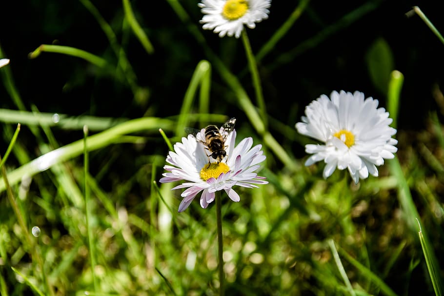 nature, flower, daisy, flowering plant, fragility, freshness HD wallpaper