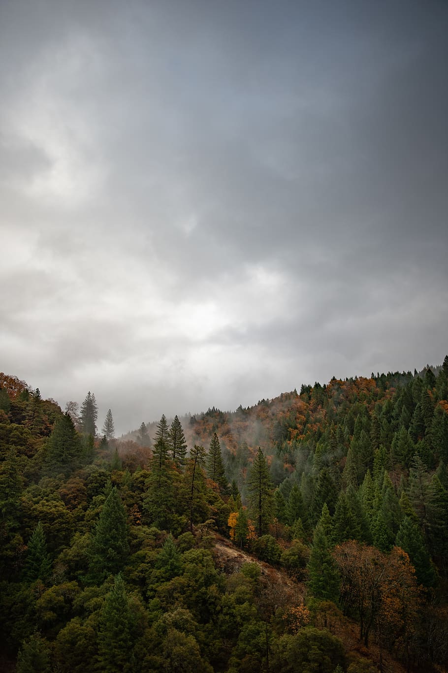 trees under gray sky, scenics - nature, beauty in nature, plant HD wallpaper