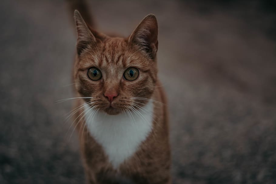 lithuania, kaunas, one animal, pets, cat, domestic, mammal HD wallpaper