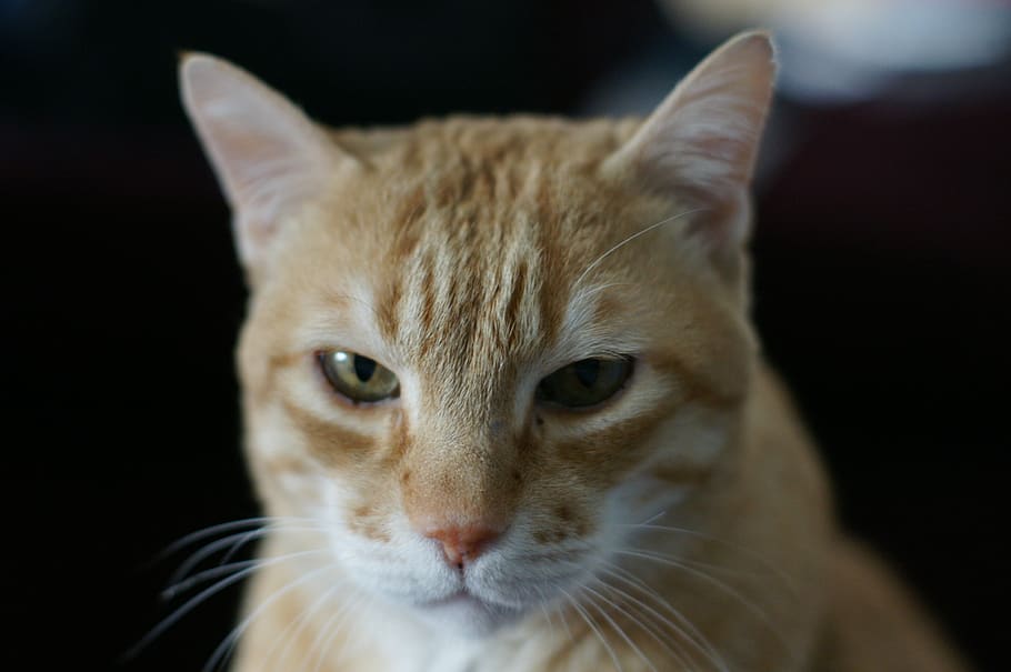 mammal, animal themes, cat, pets, domestic, domestic cat, domestic animals HD wallpaper