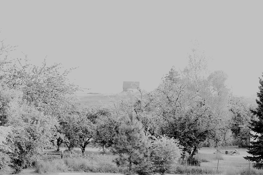 trees, barn, nature, landscape, black and white, plant, tranquility HD wallpaper