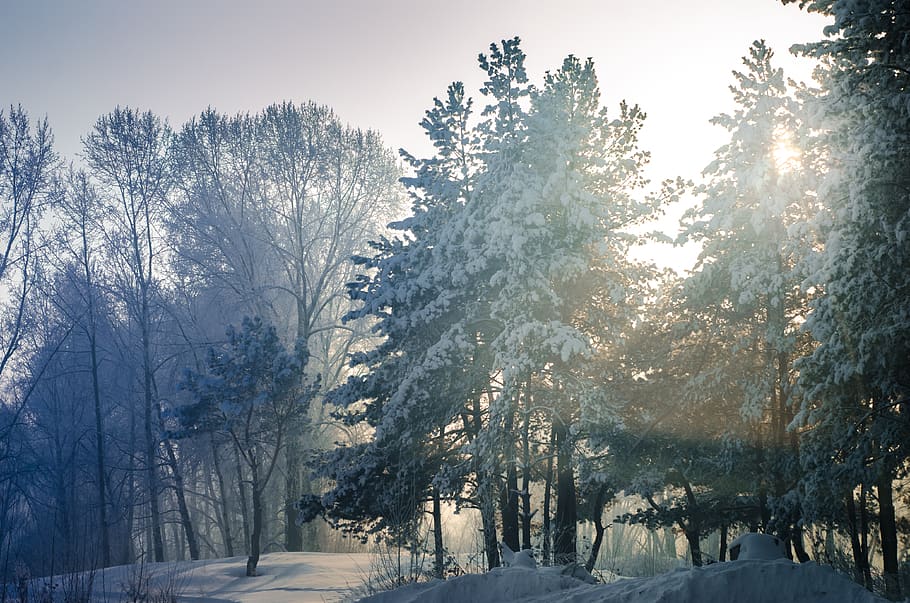 snow, winter, tree, leann, wood, coldly, frozen, season, landscape HD wallpaper