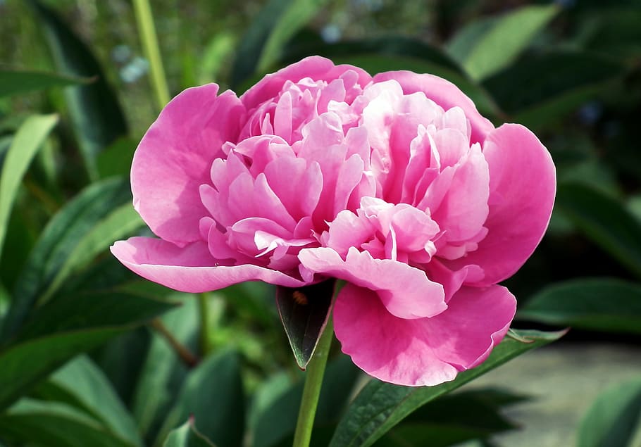 peony, pink, flower, spring, garden, nature, the petals, closeup HD wallpaper