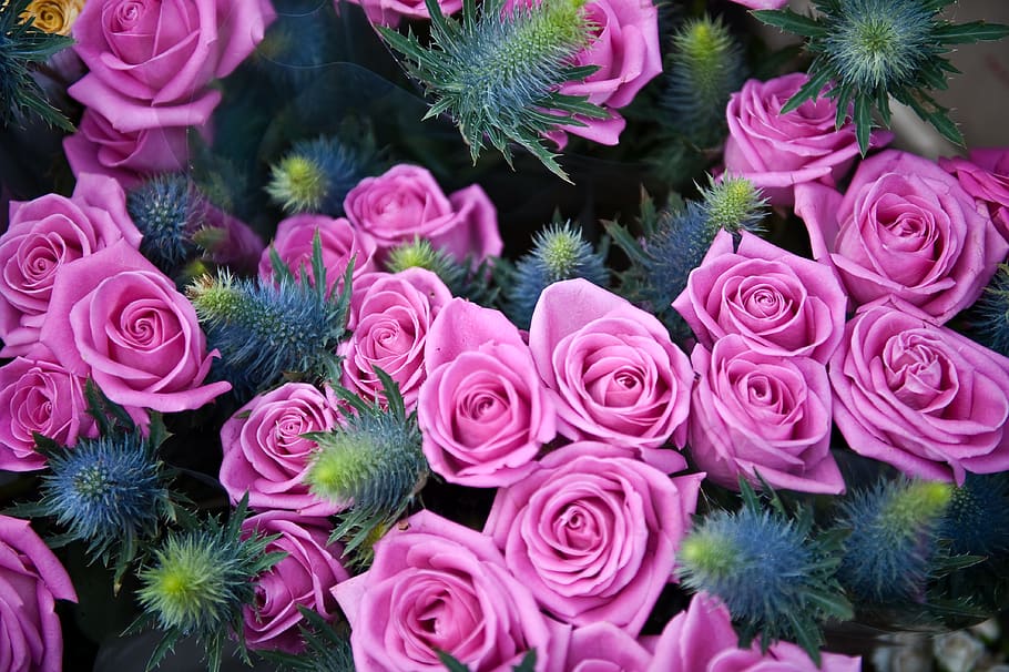 pink roses, plant, flower, blossom, london, flower arrangement HD wallpaper