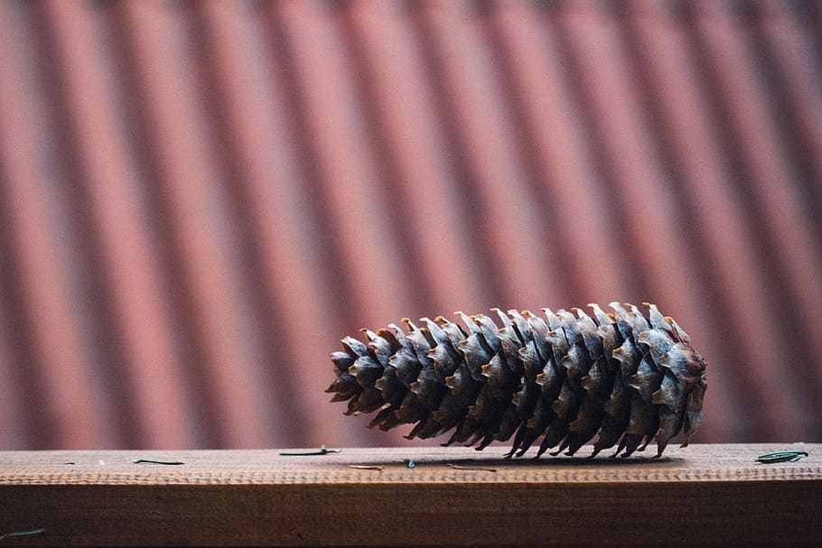 Brown Pinecone on Brown Wooden Surface, blur, close-up, design HD wallpaper