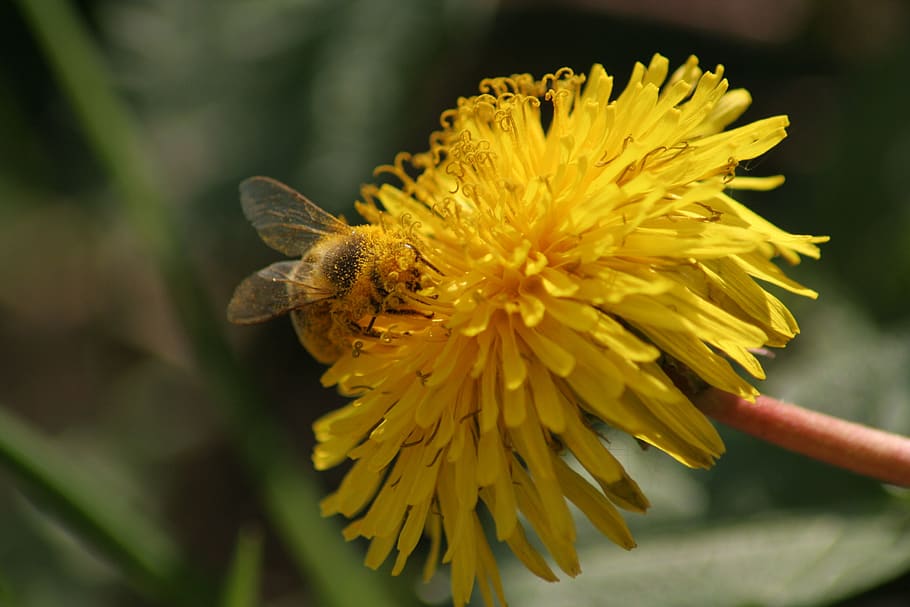 bee, dandelion, flower, flowering plant, fragility, vulnerability HD wallpaper