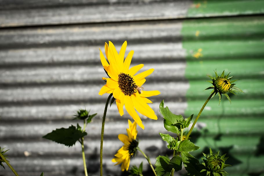 iran, ahvaz, flower, flowering plant, yellow, fragility, freshness HD wallpaper