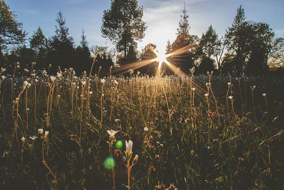 Sun Piercing Through Trees, field, flowers, grass, meadow, sunlight HD wallpaper