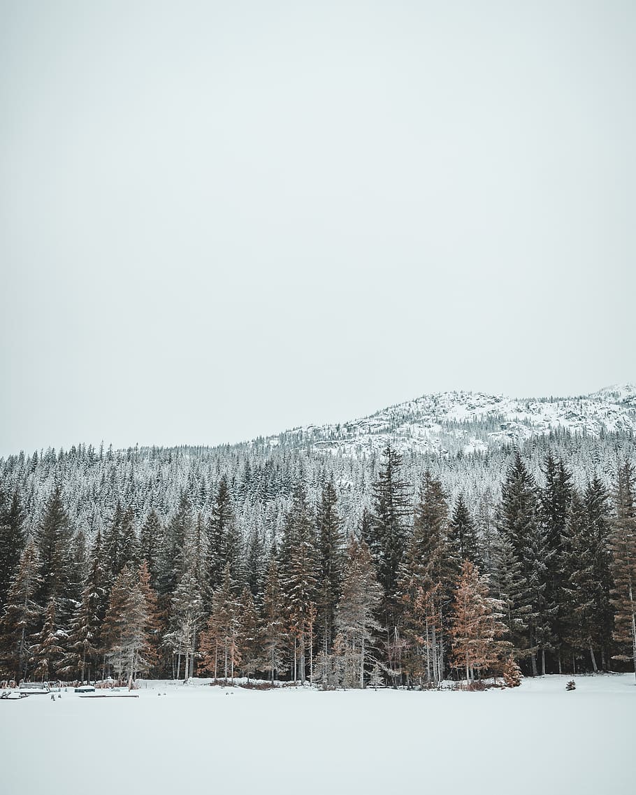 green pine trees, plant, abies, fir, outdoors, snow, conifer HD wallpaper