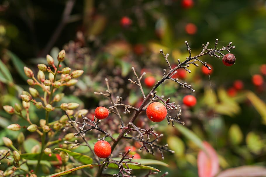 flower, trees, fruit, healthy eating, food and drink, growth HD wallpaper