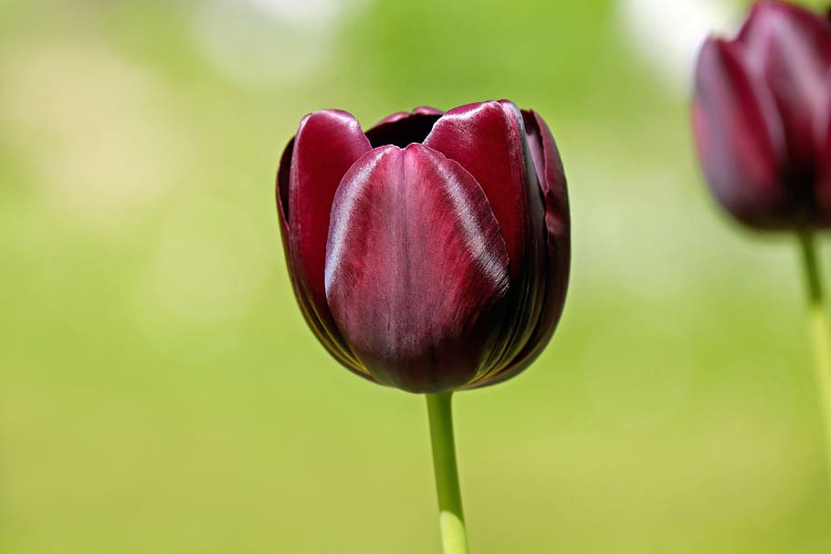 Red Flower, bloom, blooming, blossom, blur, botanical, close-up HD wallpaper