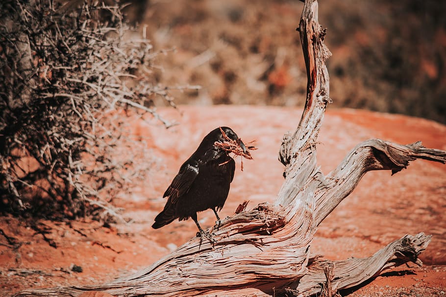 black crow pearched on tree, animal, bird, agelaius, blackbird, HD wallpaper