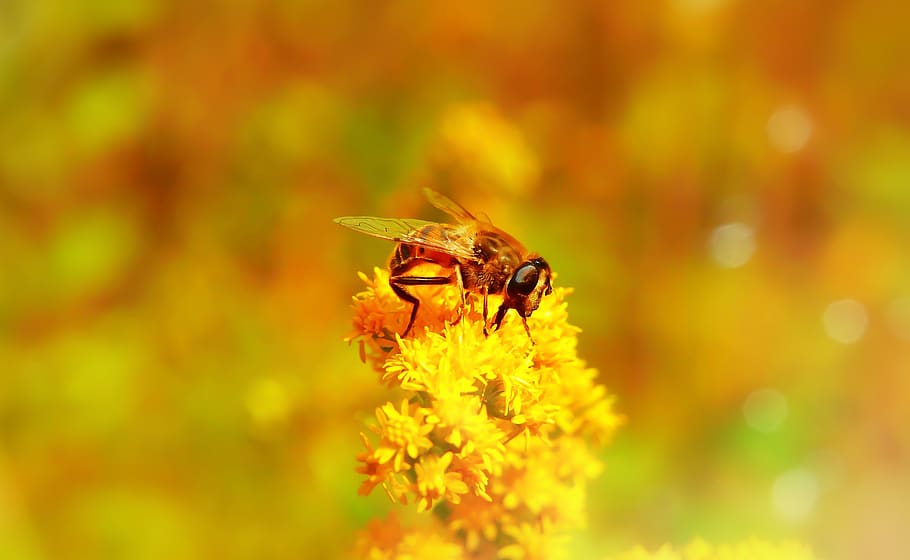 apostate resistant, muchówki, insect, bokeh, animals, nature HD wallpaper