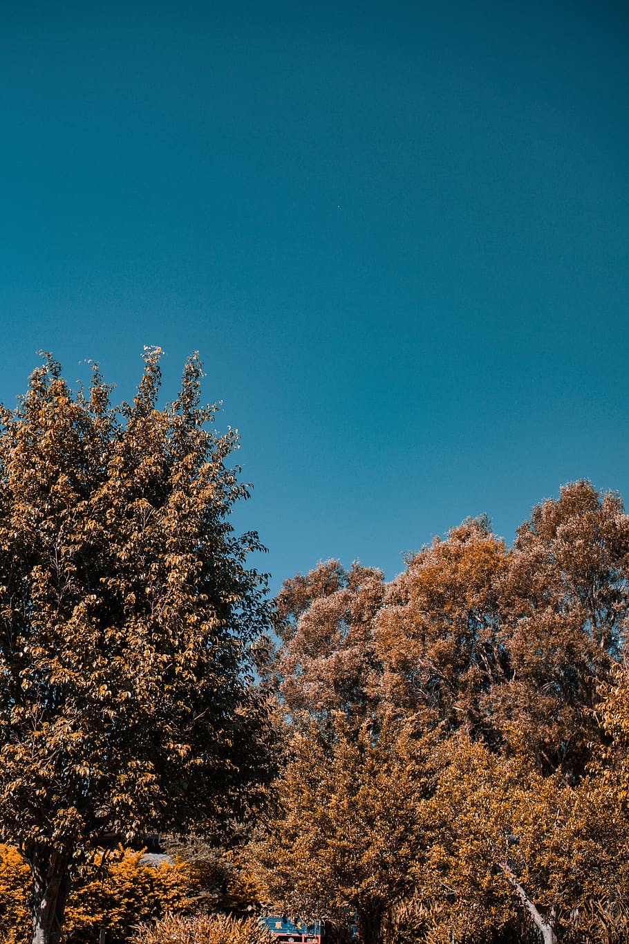 brown trees under blue sky, plant, fir, abies, conifer, outdoors HD wallpaper