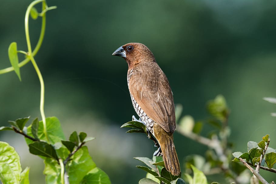 Closeup Photography of Brown and Grey Bird Perched on Leaf Plant HD wallpaper