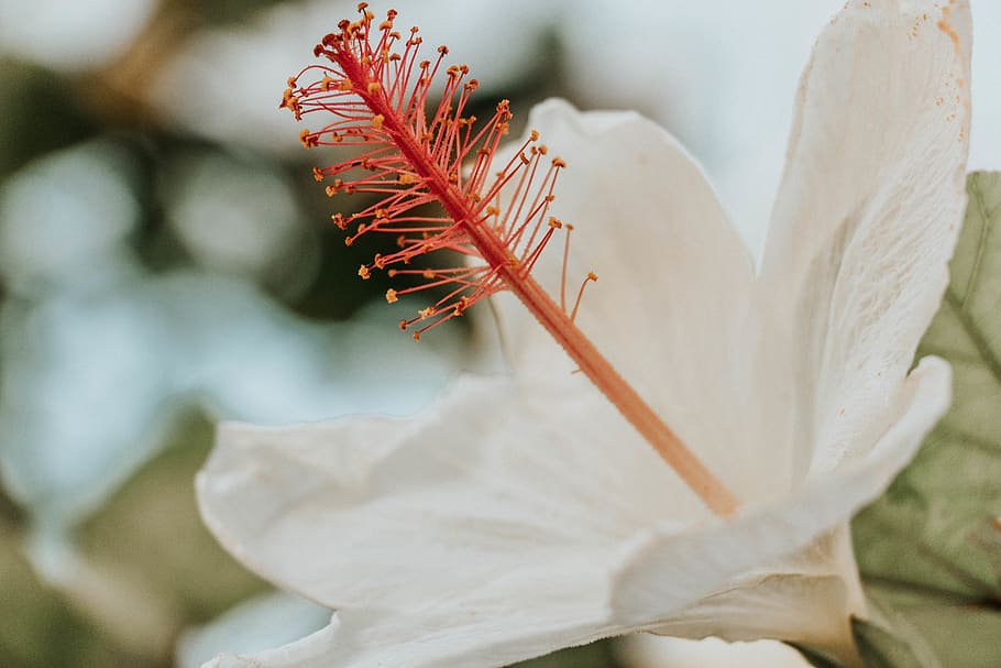 Flowers us. Красно белые цветы. Ши растение на белом красивое фото. Фотографии необычного цветка на белом фоне.