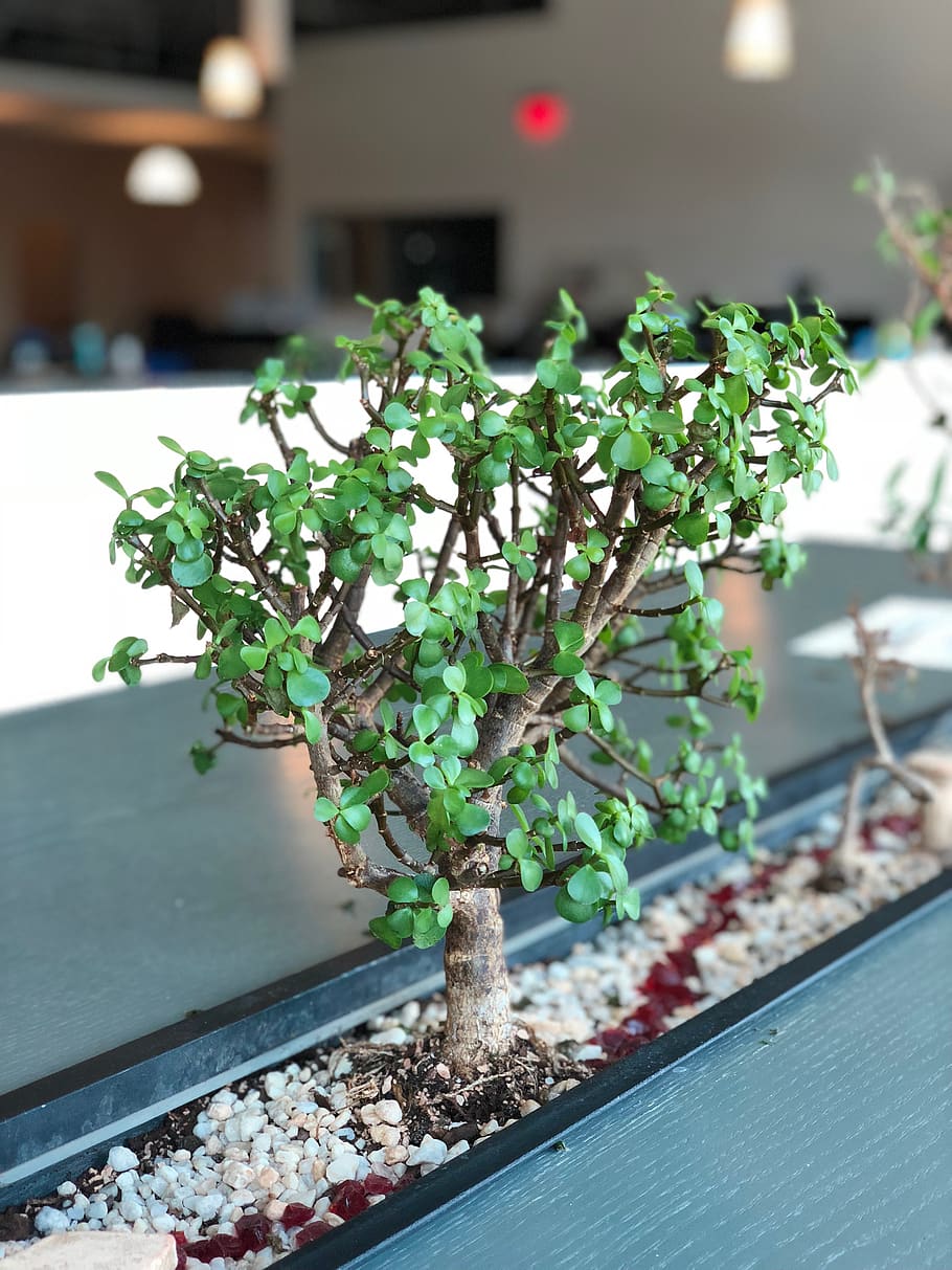 bonzai, iphone x, plant, growth, no people, potted plant, green color HD wallpaper