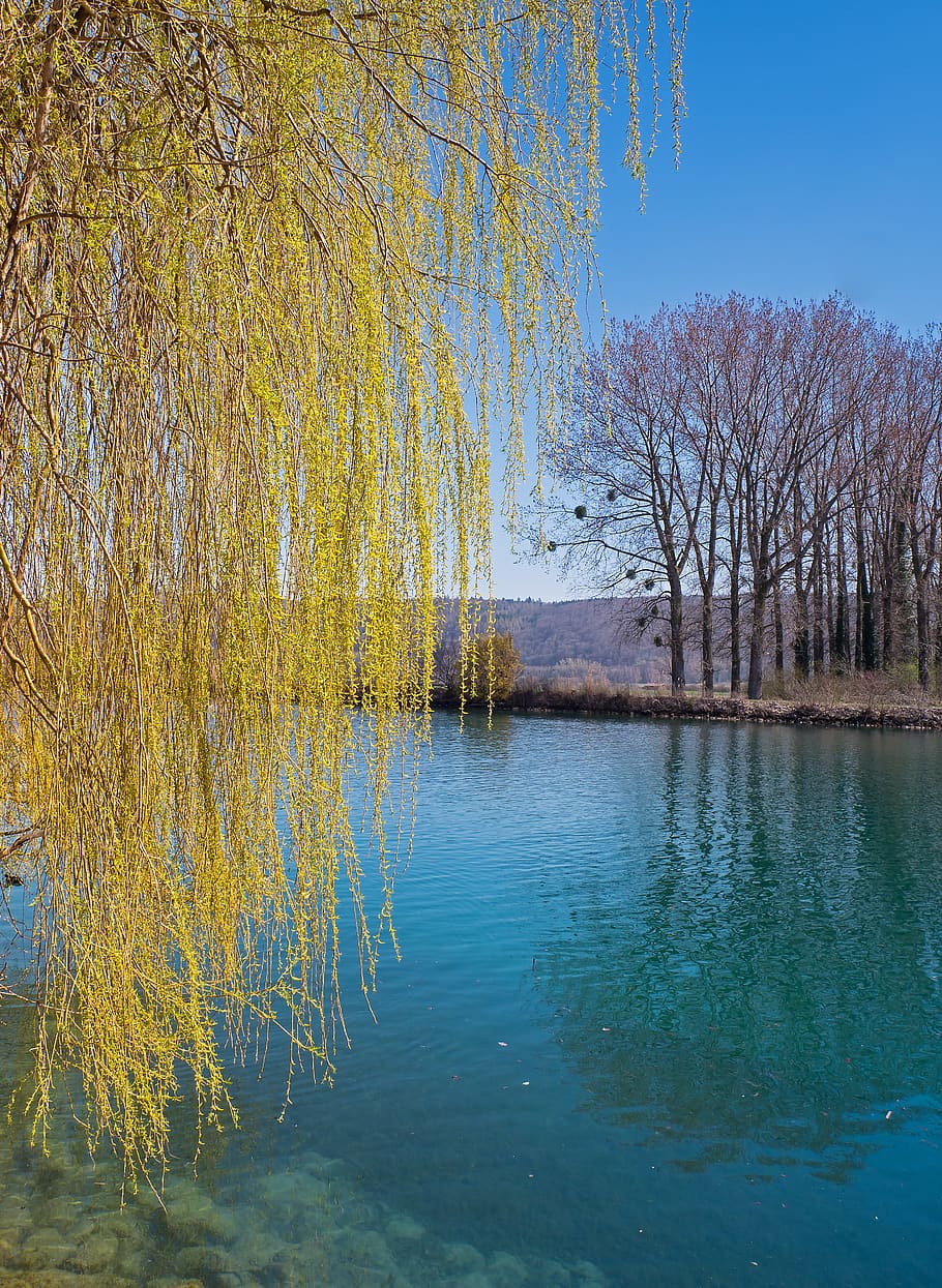 Weeping Willow Pasture Pond Bridge phone wallpaper Insert your photos  text ID375546