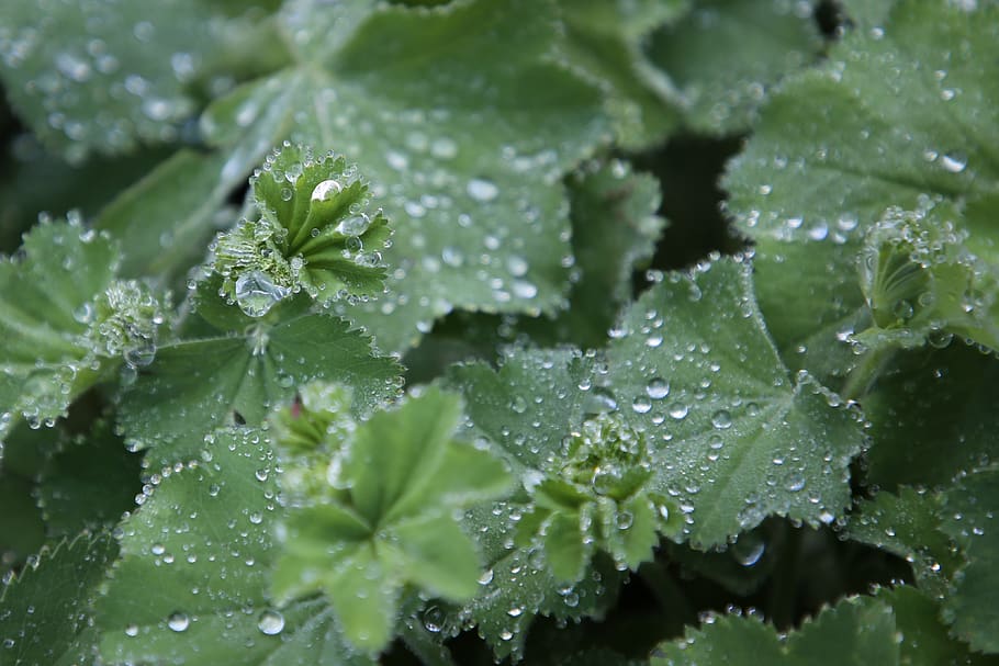 dewdrop, moisture, autumn, water, wet, leaf, plant part, beauty in nature HD wallpaper