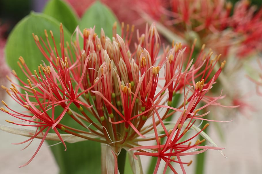 pink hydrangea, red, buds, green, garden, firework, plant, beauty in nature HD wallpaper